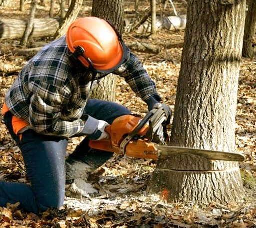 Tree Removal in Moosup, CT